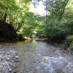 渓流ミノーイング